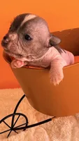 Dobby, a male Chihuahua and Chinese Crested for sale in Leicester, NC – 7 of 10