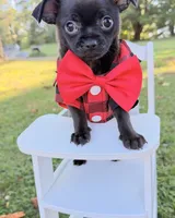 Black Boy, a male Chihuahua for sale in Leicester, NC – 3 of 10
