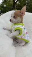 Tiny Tim, a male Chihuahua for sale in Leicester, NC – 4 of 10