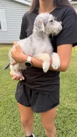 Sammy, a male Maltese for sale in Leicester, NC – 8 of 10