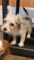 Addie, a female Yorkshire Terrier and Morkie for sale in Leicester, NC – 2 of 6