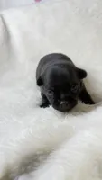Panther, a male Chihuahua for sale in Leicester, NC – 2 of 10