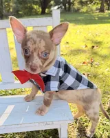 Merle Boy, a male Chihuahua for sale in Leicester, NC – 4 of 10