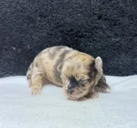 Max, a male Chihuahua for sale in Leicester, NC – 9 of 10