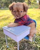 Tan Boy, a male Chihuahua for sale in Leicester, NC – 4 of 10
