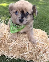 Tan Boy, a male Chihuahua for sale in Leicester, NC – 10 of 10