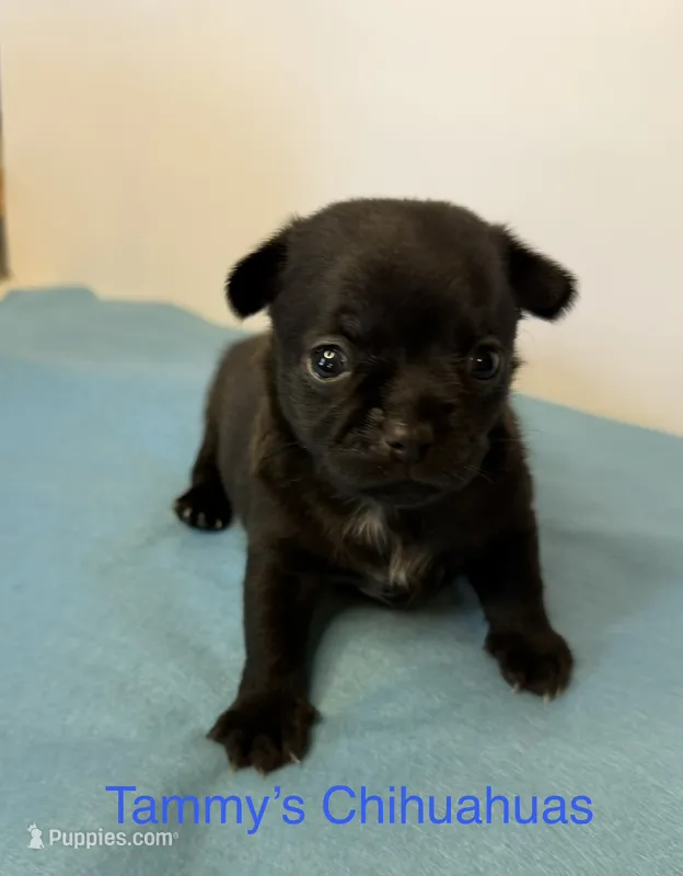 Panther – Chihuahua puppy for sale in Leicester, NC