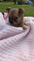 Dolly , a female Chihuahua for sale in Leicester, NC – 3 of 10