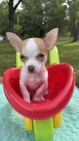 Tiny Tim, a male Chihuahua for sale in Leicester, NC – 6 of 10