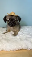 Sam, a male Chihuahua for sale in Leicester, NC – 4 of 10