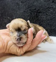 Max, a male Chihuahua for sale in Leicester, NC – 4 of 10