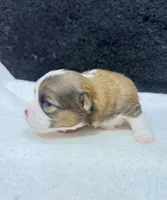Jack, a male Chihuahua for sale in Leicester, NC – 6 of 9