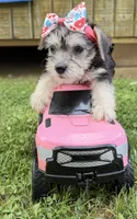 Dolly, a female Yorkshire Terrier for sale in Leicester, NC – 4 of 7