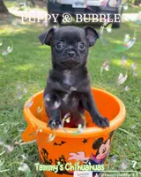 Black Boy, a male Chihuahua for sale in Leicester, NC – 4 of 10