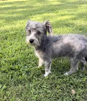 Shelby, a female Maltese and Yorkshire Terrier for sale in Leicester, NC – 8 of 10