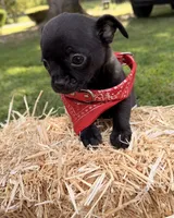 Black Boy, a male Chihuahua for sale in Leicester, NC – 10 of 10