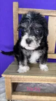 Nicky , a female Yorkshire Terrier for sale in Leicester, NC – 2 of 6