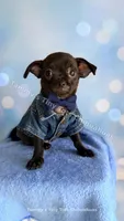 Shadow , a male Chihuahua for sale in Leicester, NC – 2 of 10