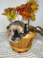Dakota , a male Chihuahua for sale in Leicester, NC – 1 of 10