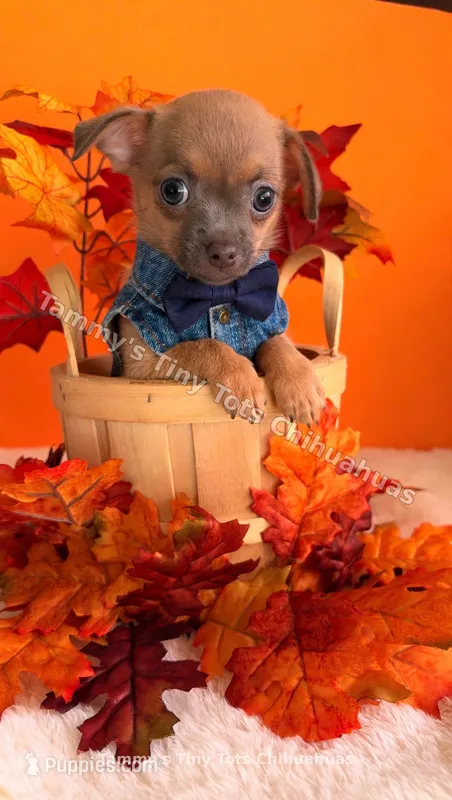 Biscuit – Chihuahua puppy for sale in Leicester, NC