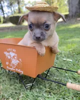 Fawn Boy, a male Chihuahua for sale in Leicester, NC – 3 of 10