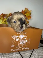 Dakota , a male Chihuahua for sale in Leicester, NC – 6 of 10