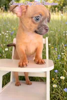 Shadow , a male Chihuahua for sale in Leicester, NC – 5 of 10
