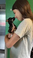 Cody, a male Chihuahua for sale in Leicester, NC – 10 of 10