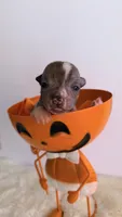 Dobby, a male Chihuahua and Chinese Crested for sale in Leicester, NC – 5 of 10