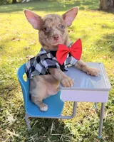 Merle Boy, a male Chihuahua for sale in Leicester, NC – 6 of 10
