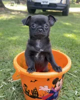 Black Boy, a male Chihuahua for sale in Leicester, NC – 6 of 10