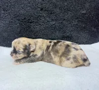 Max, a male Chihuahua for sale in Leicester, NC – 8 of 10