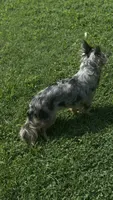 Cricket , a female Chihuahua for sale in Leicester, NC – 7 of 10