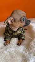 Shadow , a male Chihuahua for sale in Leicester, NC – 3 of 10