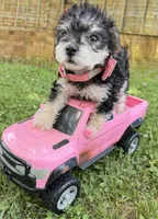 Sadie , a female Yorkshire Terrier for sale in Leicester, NC – 4 of 8