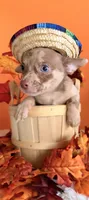 Coco , a male Chihuahua for sale in Leicester, NC – 9 of 9