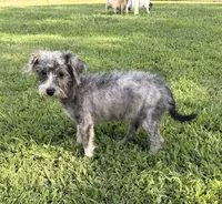 Shelby, a female Maltese and Yorkshire Terrier for sale in Leicester, NC – 7 of 10