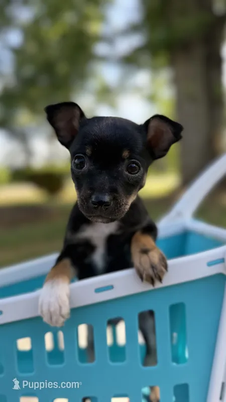 Cooper – Chihuahua puppy for sale in Leicester, NC