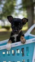 Cooper, a male Chihuahua for sale in Leicester, NC – 1 of 10