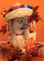 Biscuit, a male Chihuahua for sale in Leicester, NC – 6 of 10