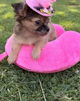 Girl, a female Chihuahua for sale in Leicester, NC – 9 of 10