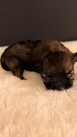 Finn, a male Chihuahua for sale in Leicester, NC – 10 of 10
