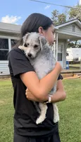 Sammy, a male Maltese for sale in Leicester, NC – 10 of 10