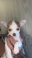 Tiny Tim, a male Chihuahua for sale in Leicester, NC – 3 of 10