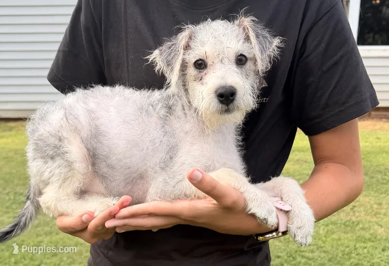Sammy – Maltese puppy for sale in Leicester, NC