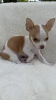 Tiny Tim, a male Chihuahua for sale in Leicester, NC – 7 of 10