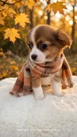 Oreo , a male Chihuahua for sale in Leicester, NC – 4 of 8
