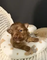 Sammy, a male Chihuahua for sale in Leicester, NC – 3 of 6
