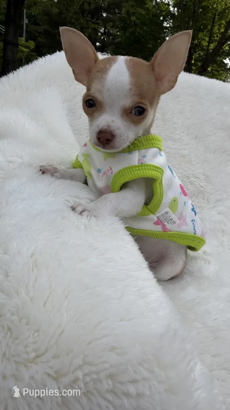 Tiny Tim – Chihuahua puppy for sale in Leicester, NC
