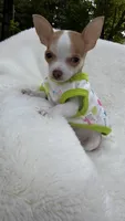 Tiny Tim, a male Chihuahua for sale in Leicester, NC – 1 of 10